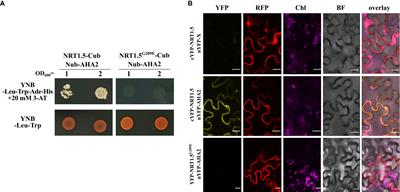 The K+ transporter NPF7.3/NRT1.5 and the proton pump AHA2 contribute to K+ transport in Arabidopsis thaliana under K+ and NO3- deficiency
